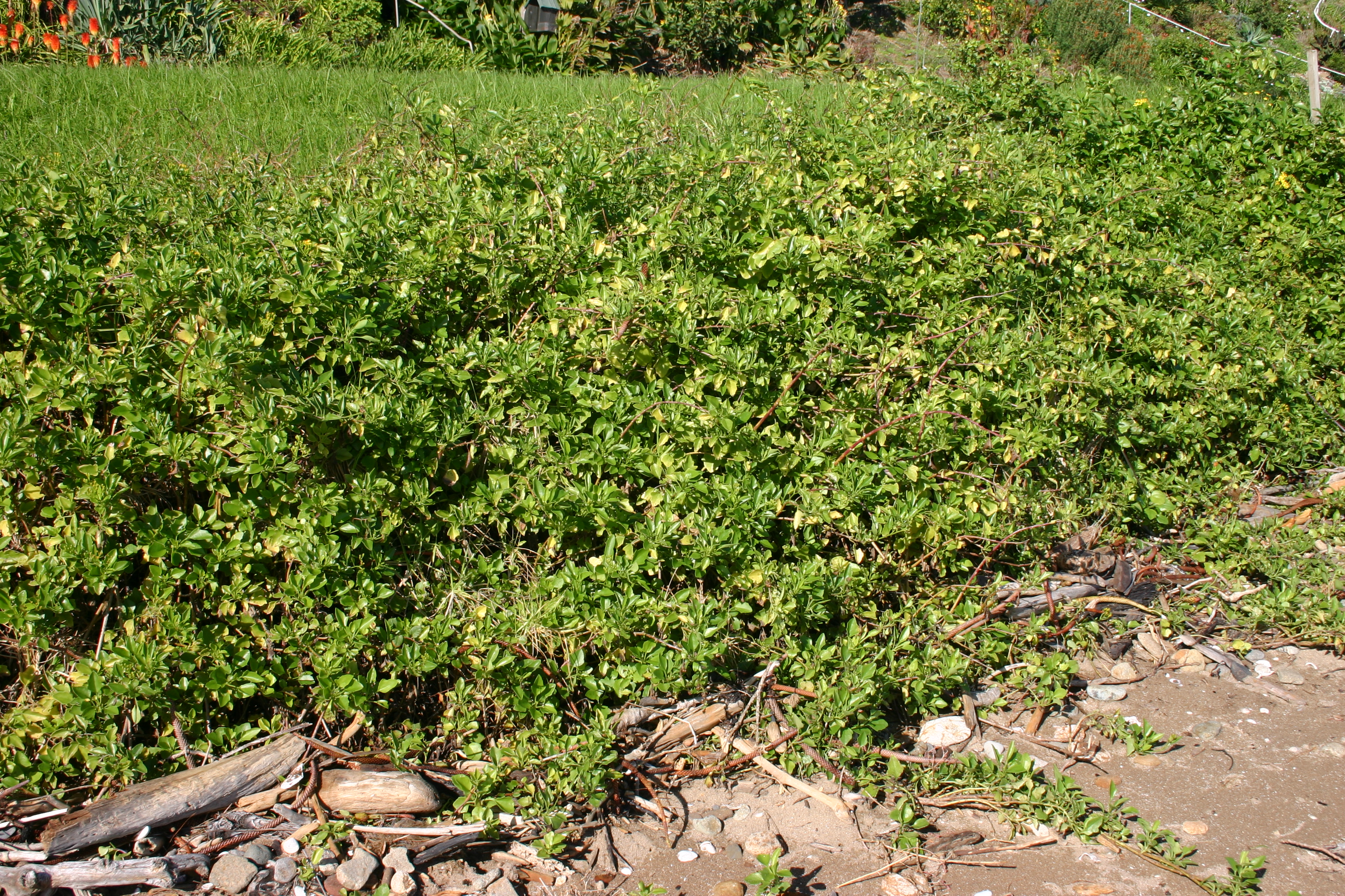 Cape Ivy